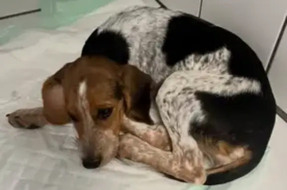 Animaux perdus Roaix, photo: Chiens perdus: Tina et Rex à Violes