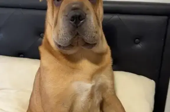 Lost Puppy on Finlay St, Brisbane