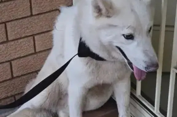 Found dog Sydney, photo: Found: Large White Dog in Sol Place, Sydney