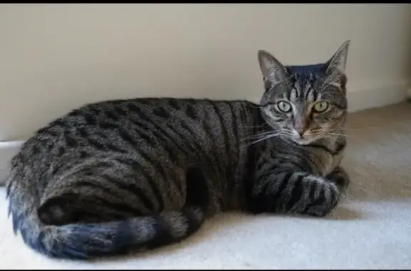 Lost Tabby: May Fell from Level 7, Perth