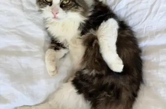 Chatte perdue à Pins-Justaret, 12 ans - photo