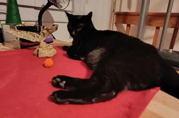 Chatte noire Xéna perdue à St-Hippolyte - photo