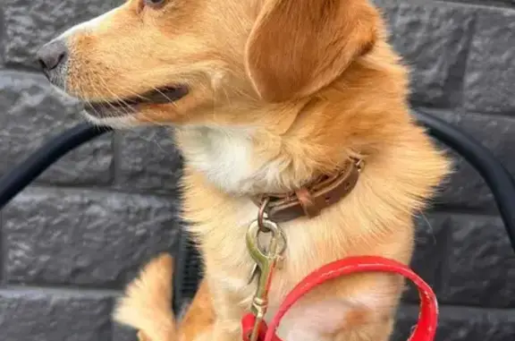 Lost Dog: Caramel Coat, Brown Collar