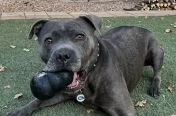 Lost Blue Staffy on Hume Drive, Melton