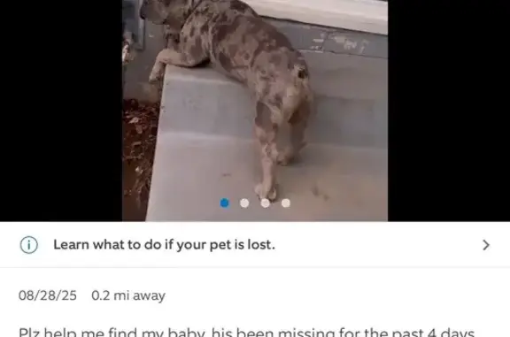 Lost pets California City, photo: Help Find Klaus: Beloved Lost Bulldog