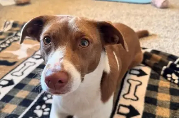 Found dog , photo: Shy Sweetheart: Found Dog on Sardis Rd