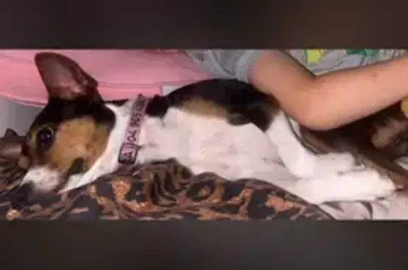 Lost Dog: Nyla Missing in Sandston