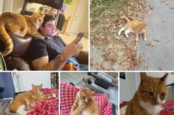 Lost Orange Tabby: Friendly, Flea Collar