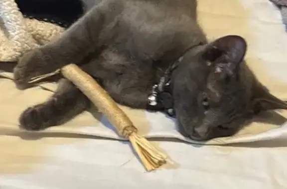 Lost pets Hammond, photo: Help Find Leo: Lost Cat in Hammond