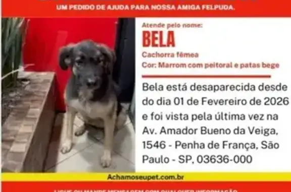 Cachorro perdido (brl002386) - photo