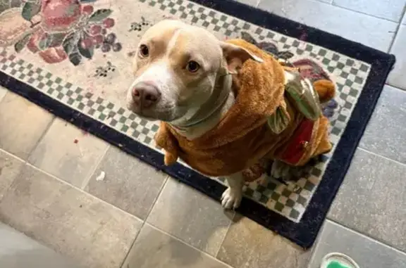 Lost Dog: Plaid PJs & Unique Markings