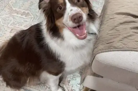 Missing Dog: Sweet but Shy in Milan