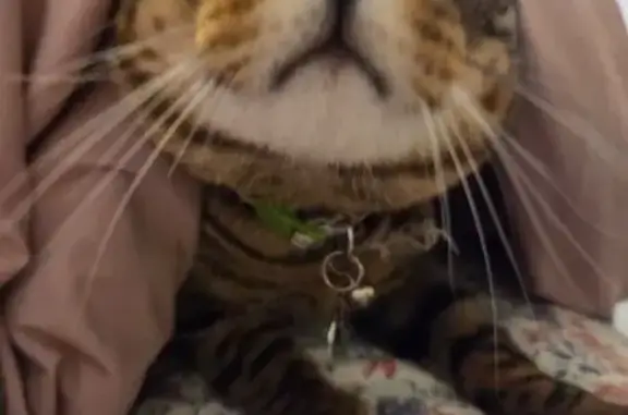 Lost pets Ames, photo: Lost: Skittish Brown Tabby in Ames