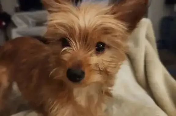 Missing: Tank, Light Beige Chorkie