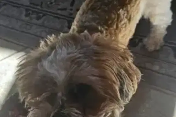 Lost Dog: Sweet White/Brown, Tucson