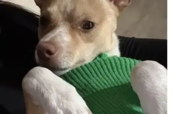 Lost Dog: Brown, Small, Shy in San Antonio