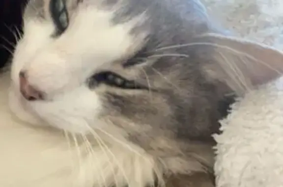 Chat perdu, , photo: Chat gris et blanc perdu à Andrézieux