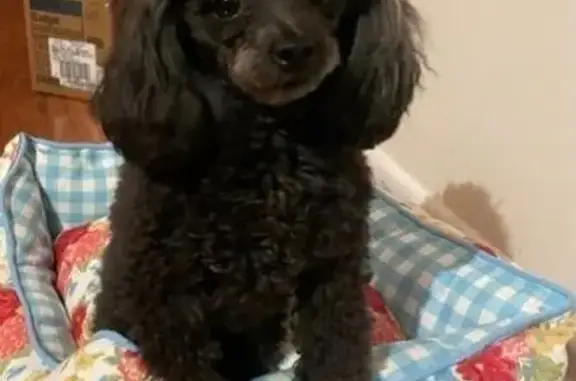 Lost: Skittish Black Toy Poodle, Babette