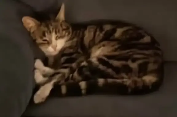 Lost Cat on Clarence House Ave, 350