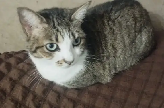 Se busca gata parda perdida en Guillena