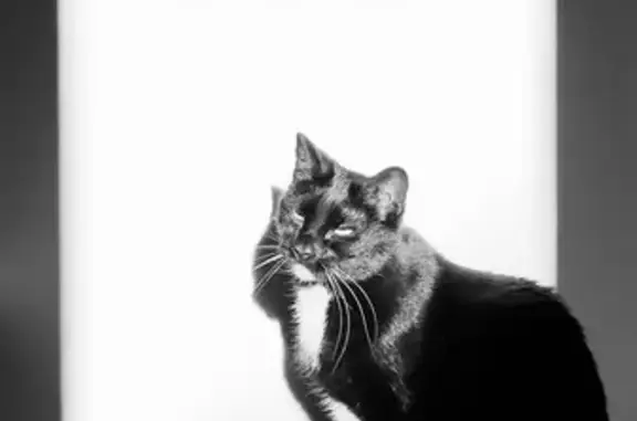 Chatte Tuxedo 18 ans perdue, Le Havre - photo