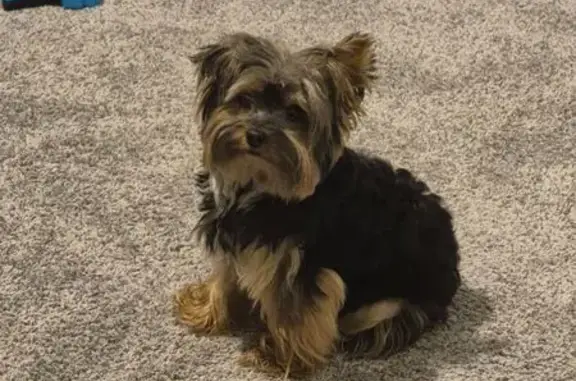 Help Find Beastly: Lost Yorkie in Clover