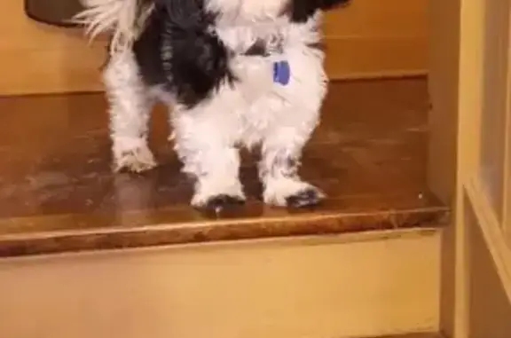Lost pets Chicago, photo: Lost Shih Tzu Rambo: Help Find Him!