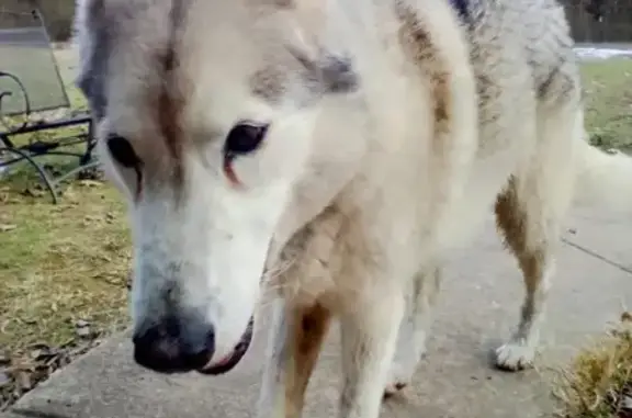 Found dog Arkansas City, photo: Found: Friendly White Dog in Otto, AR