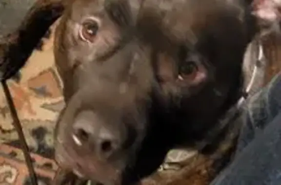 Lost Brindle Pitbull on Upper 53rd St