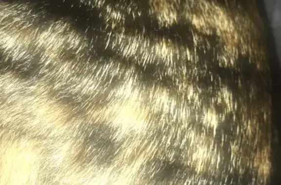 Gata Marrón y Negra Encontrada...