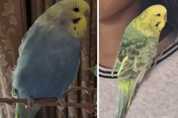 Lost Budgie: Yellow-Headed Male in VIC