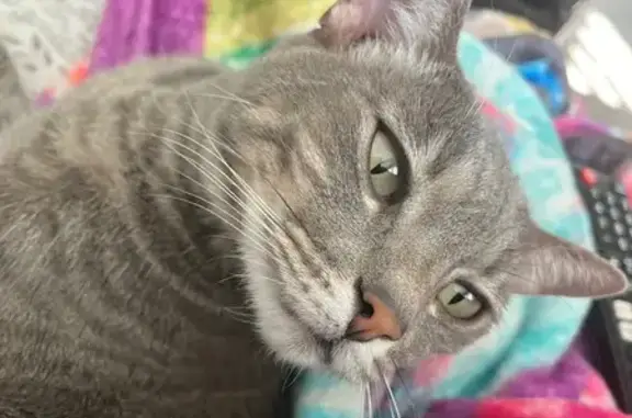 Lost pets Arvada, photo: Missing: Sweet Grey Tabby in Arvada