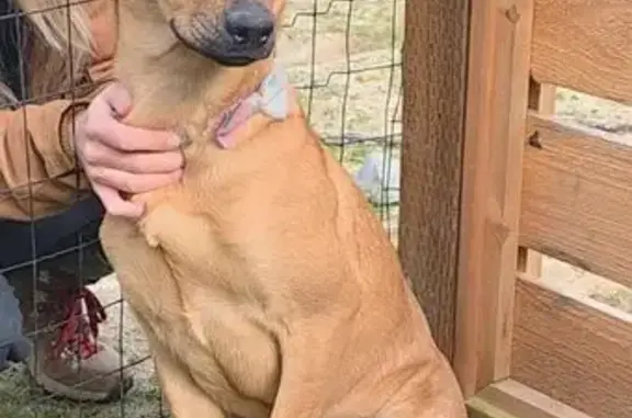 Missing dog Central Point, photo: Missing 8mo Dog: Bow Tie Collar, Oregon