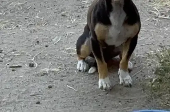 Lost Dog Alert: Friendly Black Pup in 2053