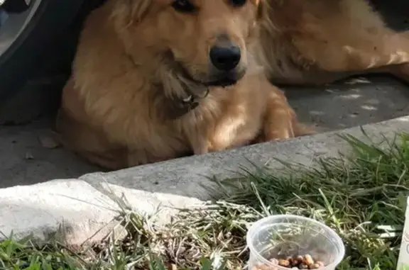 Labrador Café Encontrado en Gu...