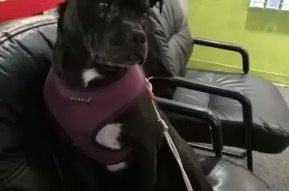 Help Find Mamut: Lost Service Dog NJ