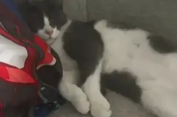 Lost pets Little Elm, photo: Lost Cat Alert: Francesca Dr, Little Elm