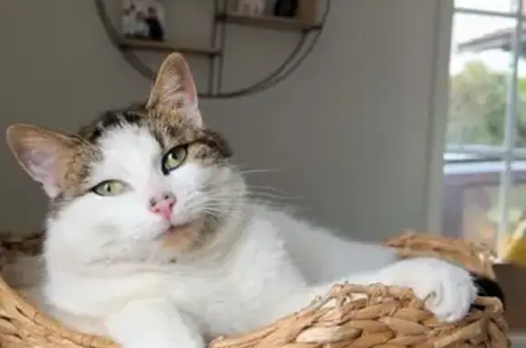 Animaux perdus , photo: Chat perdu : 25/02, taches noires sur nez