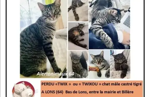 Chat perdu, Lons, photo: Twix, chat tigré craintif perdu à Lons