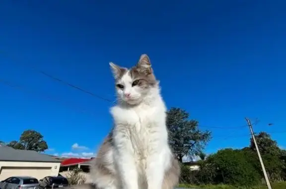 Lost Cat Alert: White & Grey in Adelaide