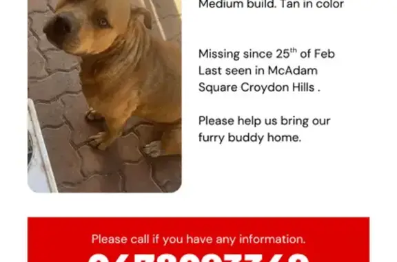 Lost Tan Mastiff: Remi in McAdam Square