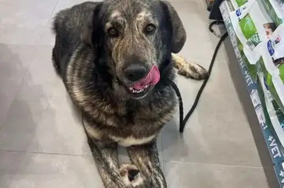 Perro encontrado , foto: Mastín Joven Atigrado Hallado en Los Molares