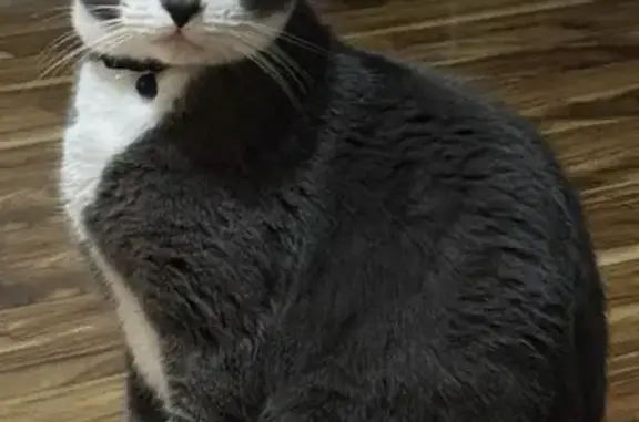 Lost pets Temple City, photo: Lost Cat: Grey & White, Green Eyes, Temple City