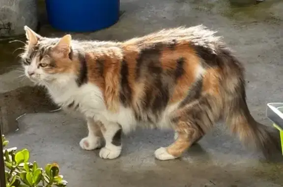 Chatte Européenne 