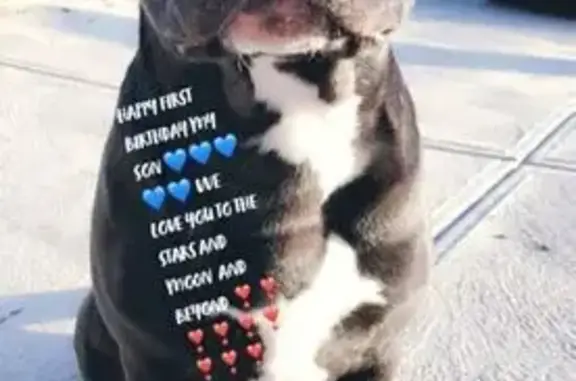 Lost Dog: Friendly Black Lab in Beveridge