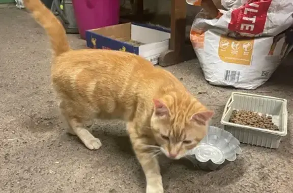 Animaux trouvés Sainte-Geneviève-sur-Argence, photo: Chat roux trouvé, collier panthère, Rue Thuyas