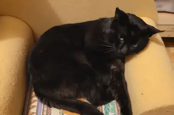 Chat perdu, , photo: Chat noir non castré disparu à Plédéliac