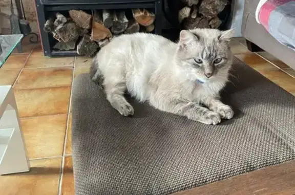 Animaux perdus , photo: Chat perdu : blanc, yeux bleus, Argenton