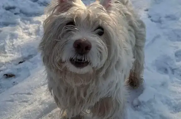 Зникла маленька кудлата собака в Києві