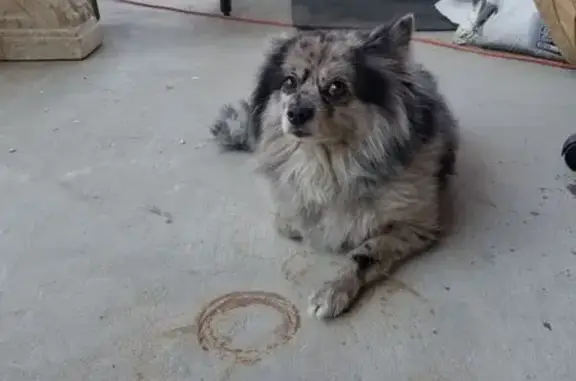 Found dog Grand Prairie, photo: Sweet Senior Dog Found on NE 22nd St